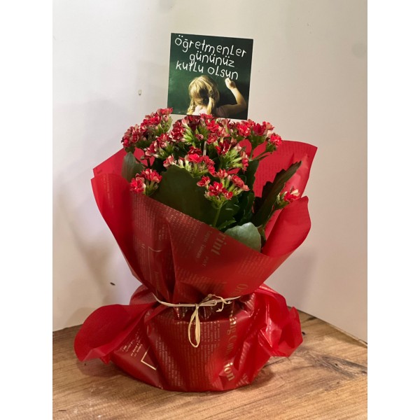 Kırmızı Kalonşo (Kalanchoe) Çiçeği, Saksıda